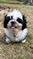 Teddy (registered pure bred shih tzu) , a male Shih Tzu for sale in Winston-Salem, NC – 5 of 8