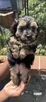 lemon (shorkie), a female Shih Tzu and Yorkshire Terrier for sale in Winston-Salem, NC – 2 of 8