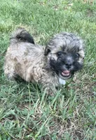 LILY, a female Shih Tzu and Poodle - Toy  for sale in Winston-Salem, NC – 2 of 8
