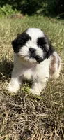 Leo , a male Shih Tzu for sale in Winston-Salem, NC – 5 of 10