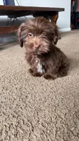 gizmo (schweenie), a male Dachshund and Shih Tzu for sale in Greensboro, NC – Photo 7 of 10
