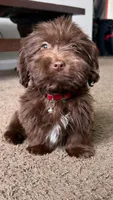 gizmo (schweenie), a male Dachshund and Shih Tzu for sale in Greensboro, NC – Photo 6 of 10