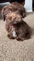 gizmo (schweenie), a male Dachshund and Shih Tzu for sale in Greensboro, NC – Photo 8 of 10