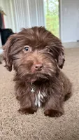 gizmo (schweenie), a male Dachshund and Shih Tzu for sale in Greensboro, NC – Photo 9 of 10