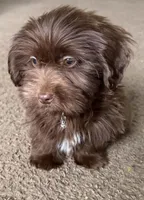 gizmo (schweenie), a male Dachshund and Shih Tzu for sale in Greensboro, NC – Photo 10 of 10