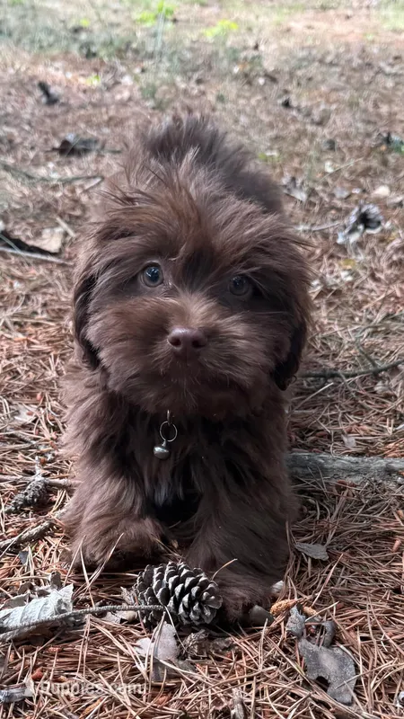 gizmo (schweenie) – Dachshund, Shih Tzu puppy for sale in Greensboro, NC