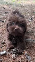 gizmo (schweenie), a male Dachshund and Shih Tzu for sale in Greensboro, NC – Photo 1 of 10
