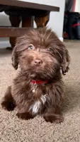 gizmo (schweenie), a male Dachshund and Shih Tzu for sale in Greensboro, NC – Photo 4 of 10