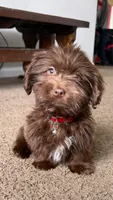 gizmo (schweenie), a male Dachshund and Shih Tzu for sale in Greensboro, NC – Photo 5 of 10