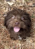 gizmo (schweenie), a male Dachshund and Shih Tzu for sale in Greensboro, NC – Photo 3 of 10