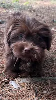 gizmo (schweenie), a male Dachshund and Shih Tzu for sale in Greensboro, NC – Photo 2 of 10