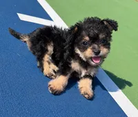 layla (chorkie), a female Chihuahua and Yorkshire Terrier for sale in Winston-Salem, NC – 2 of 5