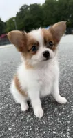 Mochi (long haired chihuahua), a male Chihuahua for sale in Winston-Salem, NC – 8 of 8