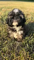bella (shih-poo), a female Shih Tzu and Poodle - Toy  for sale in Winston-Salem, NC – 6 of 9