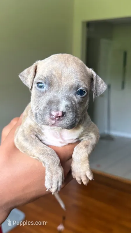 papi – American Pit Bull Terrier puppy for sale in Winston-Salem, NC