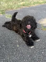 mia (toy cavapoo), a female Cavalier King Charles Spaniel and Poodle - Toy  for sale in Winston-Salem, NC – 6 of 9