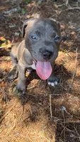 marlo (blue brindle pitbull puppy), a male American Pit Bull Terrier for sale in Greensboro, NC – 6 of 9