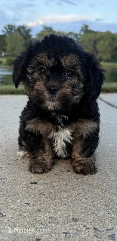 mimi – Shih Tzu, Yorkshire Terrier puppy for sale in Winston-Salem, NC