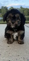 mimi, a female Shih Tzu and Yorkshire Terrier for sale in Winston-Salem, NC – 2 of 8