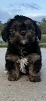 mimi, a female Shih Tzu and Yorkshire Terrier for sale in Winston-Salem, NC – 3 of 8