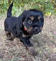 Louie, a male Shih Tzu and Miniature Dachshund for sale in Greensboro, NC – Photo 3 of 10