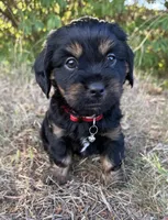 Louie, a male Shih Tzu and Miniature Dachshund for sale in Greensboro, NC – Photo 10 of 10