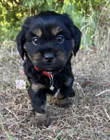 Louie, a male Shih Tzu and Miniature Dachshund for sale in Greensboro, NC – Photo 2 of 10