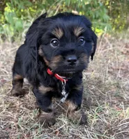 Louie, a male Shih Tzu and Miniature Dachshund for sale in Greensboro, NC – Photo 6 of 10