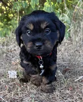 Louie, a male Shih Tzu and Miniature Dachshund for sale in Greensboro, NC – Photo 5 of 10
