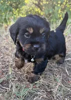 Louie, a male Shih Tzu and Miniature Dachshund for sale in Greensboro, NC – Photo 8 of 10