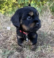 Louie, a male Shih Tzu and Miniature Dachshund for sale in Greensboro, NC – Photo 4 of 10