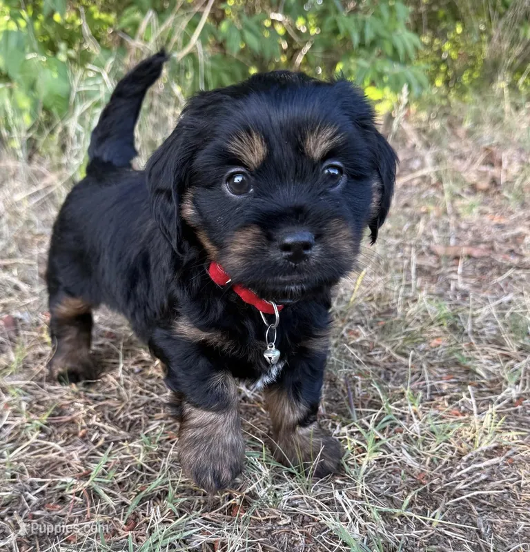 Louie – Shih Tzu, Miniature Dachshund puppy for sale in Greensboro, NC