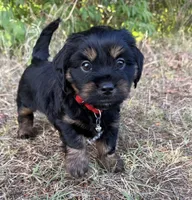 Louie, a male Shih Tzu and Miniature Dachshund for sale in Greensboro, NC – Photo 1 of 10