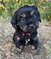 Louie, a male Shih Tzu and Miniature Dachshund for sale in Greensboro, NC – Photo 9 of 10