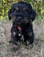 Louie, a male Shih Tzu and Miniature Dachshund for sale in Greensboro, NC – Photo 7 of 10
