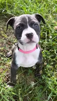 mya , a female American Pit Bull Terrier for sale in Winston-Salem, NC – 1 of 5