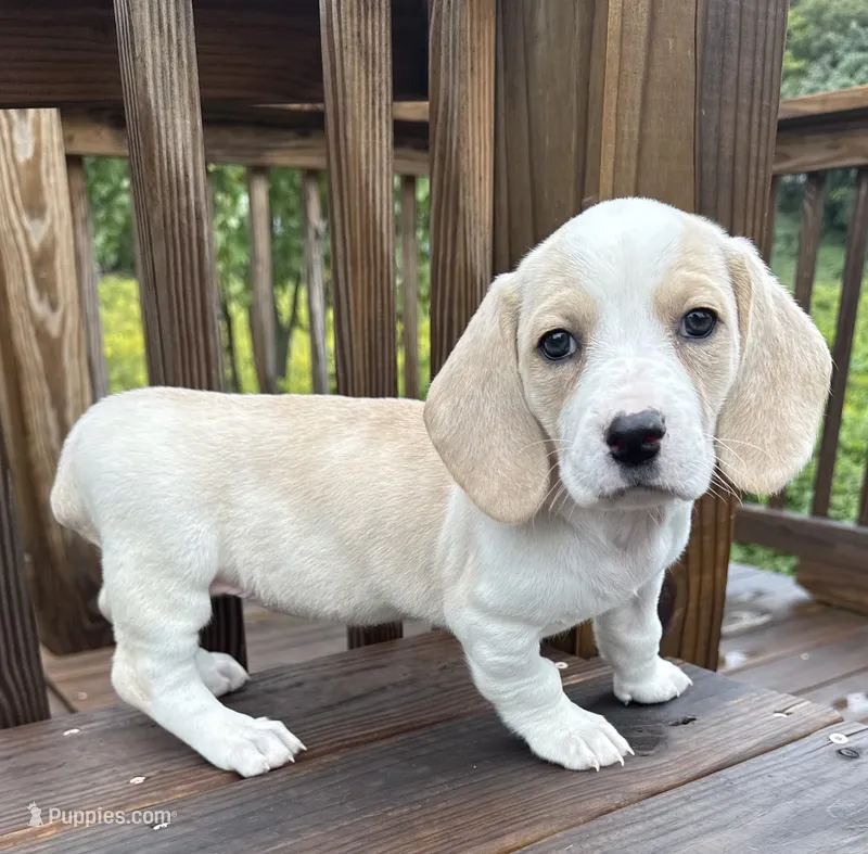 miss betty  – Basset Hound, Dachshund puppy for sale in Greensboro, NC