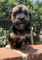 lemon (shorkie), a female Shih Tzu and Yorkshire Terrier for sale in Winston-Salem, NC – 4 of 8