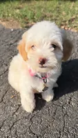 Lulu, a female Maltipoo for sale in Winston-Salem, NC – 6 of 10