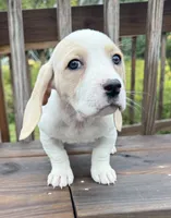 miss betty , a female Basset Hound and Dachshund for sale in Greensboro, NC – 8 of 10