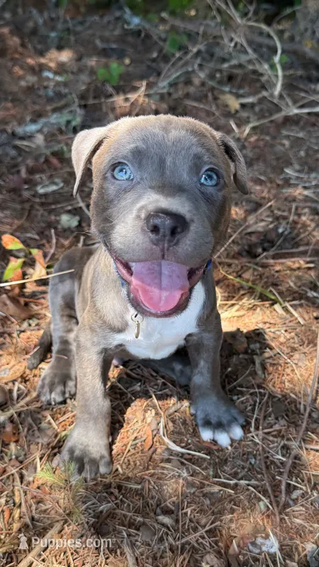 marlo (blue brindle pitbull puppy) – American Pit Bull Terrier puppy for sale in Greensboro, NC