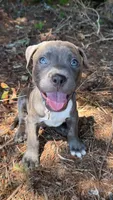 marlo (blue brindle pitbull puppy), a male American Pit Bull Terrier for sale in Greensboro, NC – 1 of 9