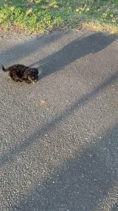 Charlie ( yorkiepoo ), a male Yorkshire Terrier and Poodle - Toy  for sale in Winston-Salem, NC – 4 of 10