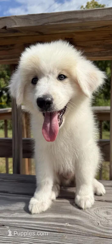 joey – Australian Shepherd, Great Pyrenees puppy for sale in Winston-Salem, NC