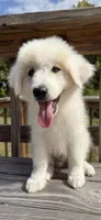 joey, a male Australian Shepherd and Great Pyrenees for sale in Winston-Salem, NC – 1 of 5