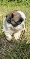 Leo , a male Shih Tzu for sale in Winston-Salem, NC – 9 of 10