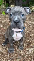 Chulo (blue brindle pitbull puppy), a male American Pit Bull Terrier for sale in Greensboro, NC – 5 of 6
