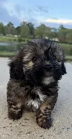 mya, a female Shih Tzu and Yorkshire Terrier for sale in Winston-Salem, NC – 3 of 9