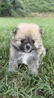 millie , a female Pomeranian for sale in Winston-Salem, NC – 5 of 7
