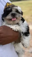 Teddy (registered pure bred shih tzu) , a male Shih Tzu for sale in Winston-Salem, NC – 2 of 8